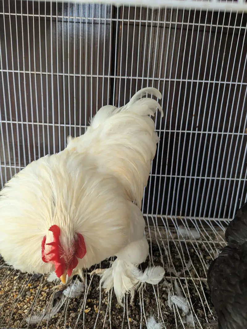 black and white. buff pair, breeding pair — photo 5