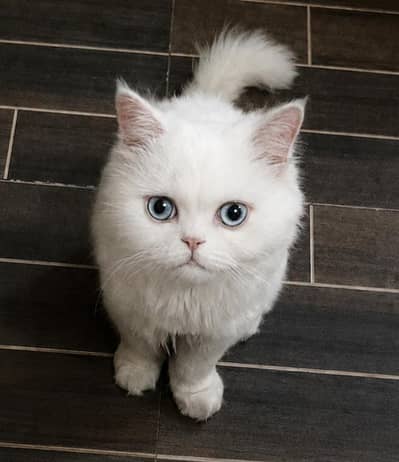 Adult Persion male cat for sale pure white color