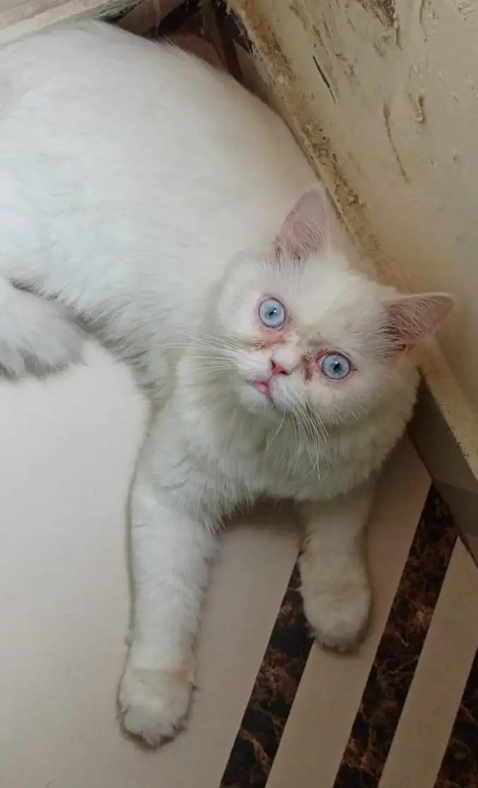 Adult Persion male cat for sale pure white color — photo 2