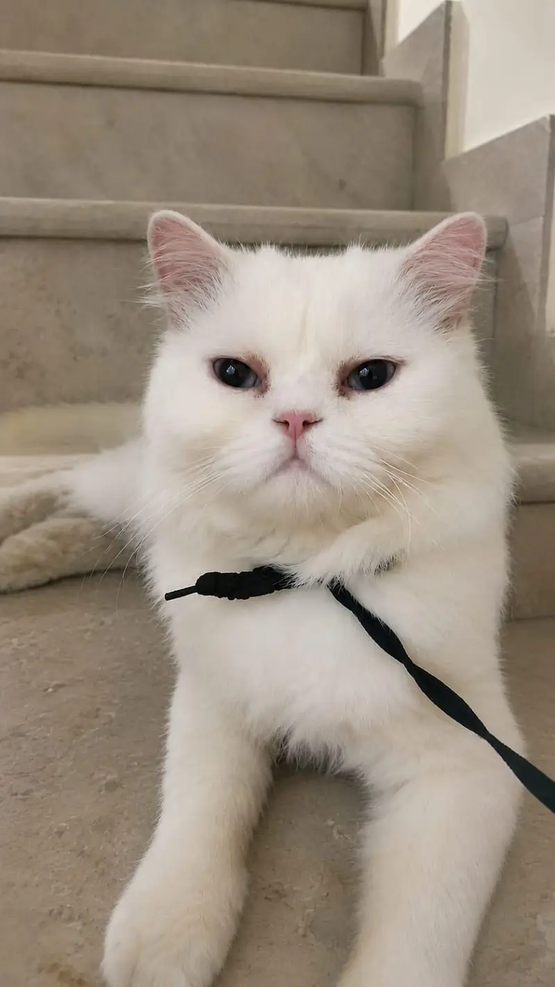 Adult Persion male cat for sale pure white color — photo 3