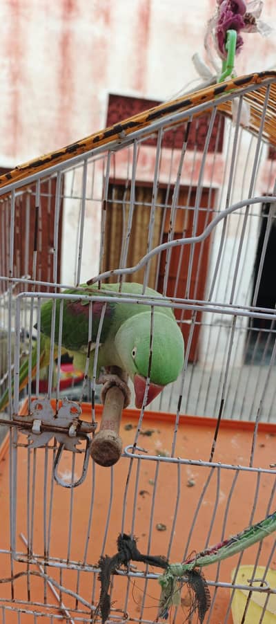 parrot