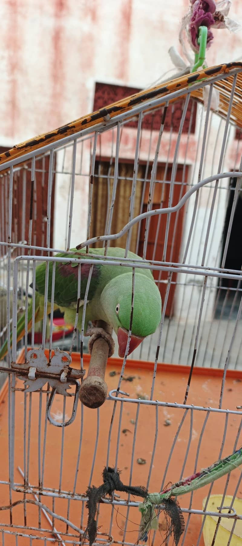parrot 0