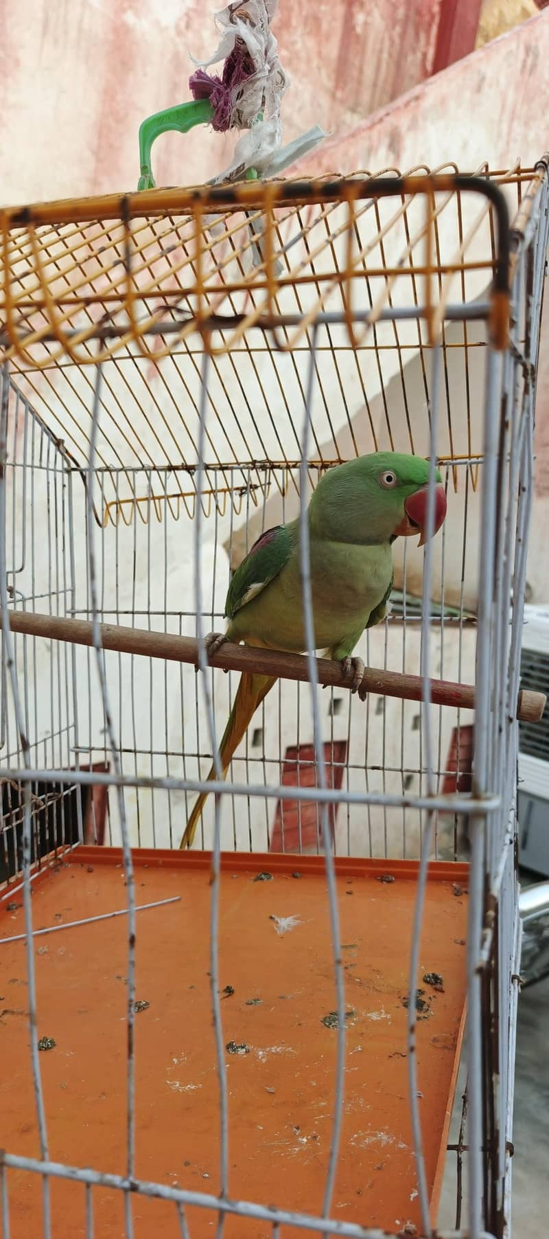 parrot 1