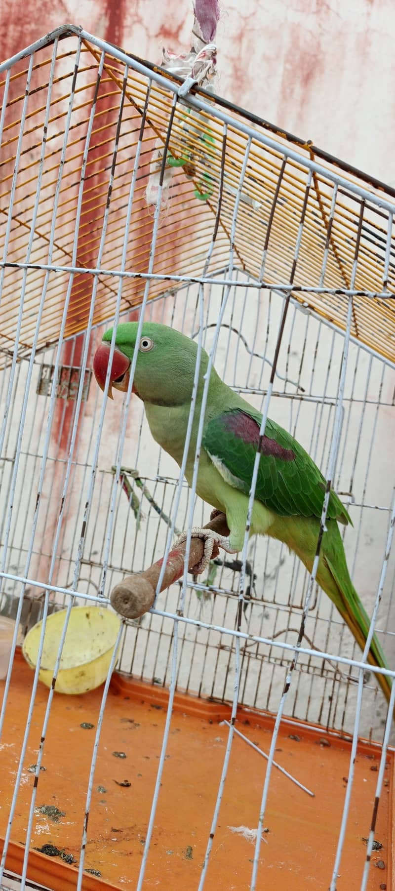 parrot 2