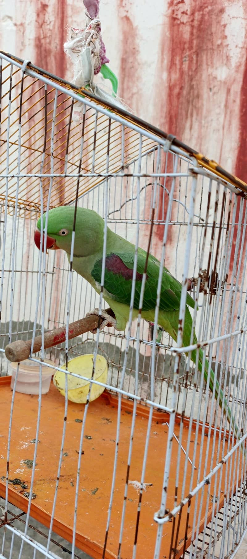 parrot 3