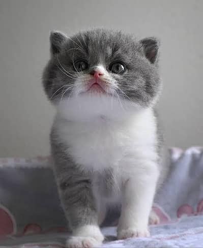 Persian kittens  whstp// 03704///602310///