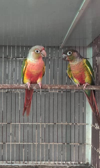 Mashallah extreme red factor 100% pineapple conure breeder pair