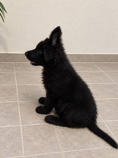 Black pedigreed german shepherd