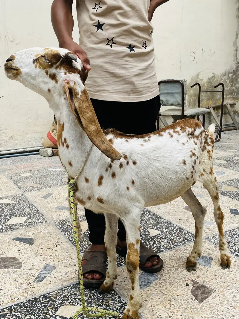 Makhecheni-Male ) lailpuri Female 2 Goats 0317-0144403 — photo 2