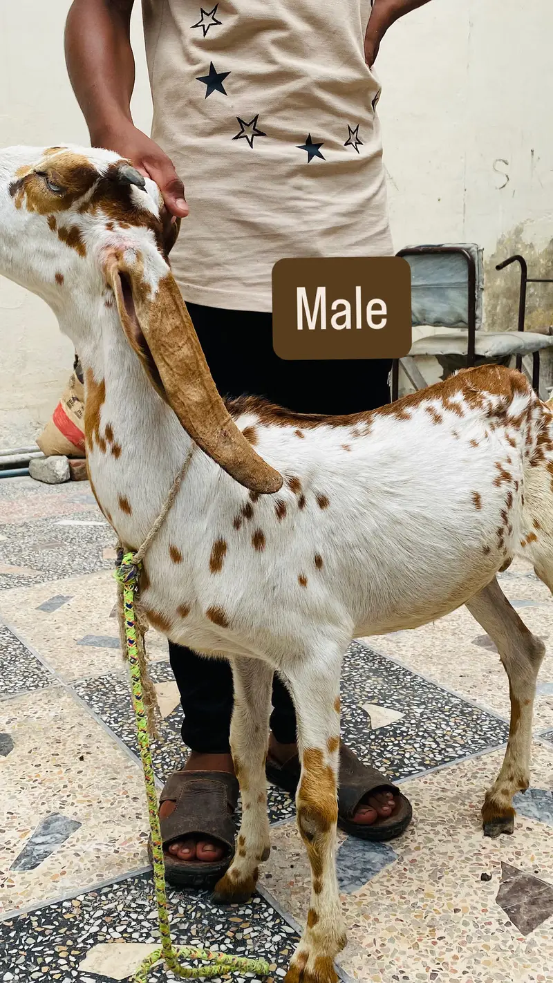 Makhecheni-Male ) lailpuri Female 2 Goats 0317-0144403 — photo 3