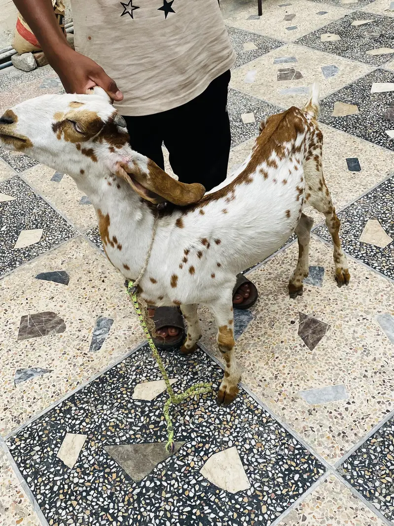 Makhecheni-Male ) lailpuri Female 2 Goats 0317-0144403 — photo 4