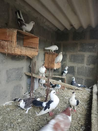 Pigeon For sell