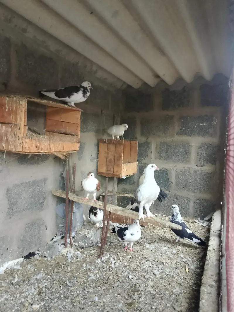 Pigeon For sell — photo 2