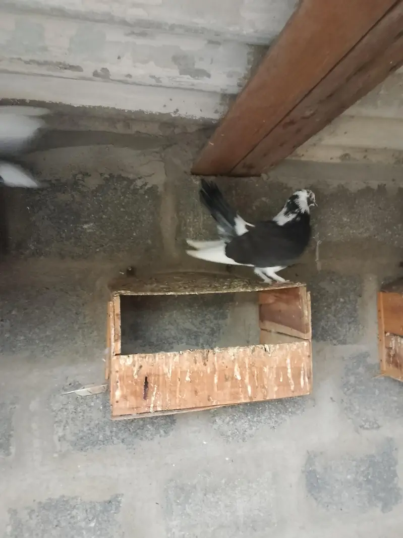 Pigeon For sell — photo 3