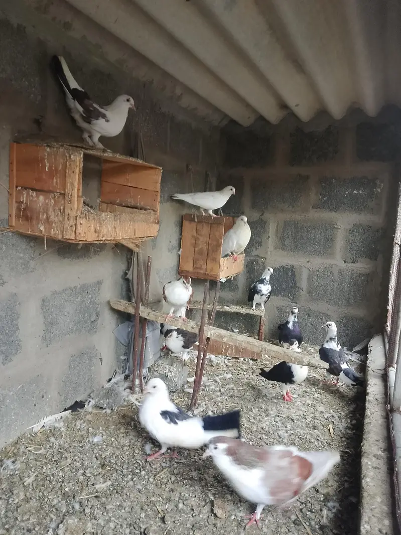 Pigeon For sell — photo 4