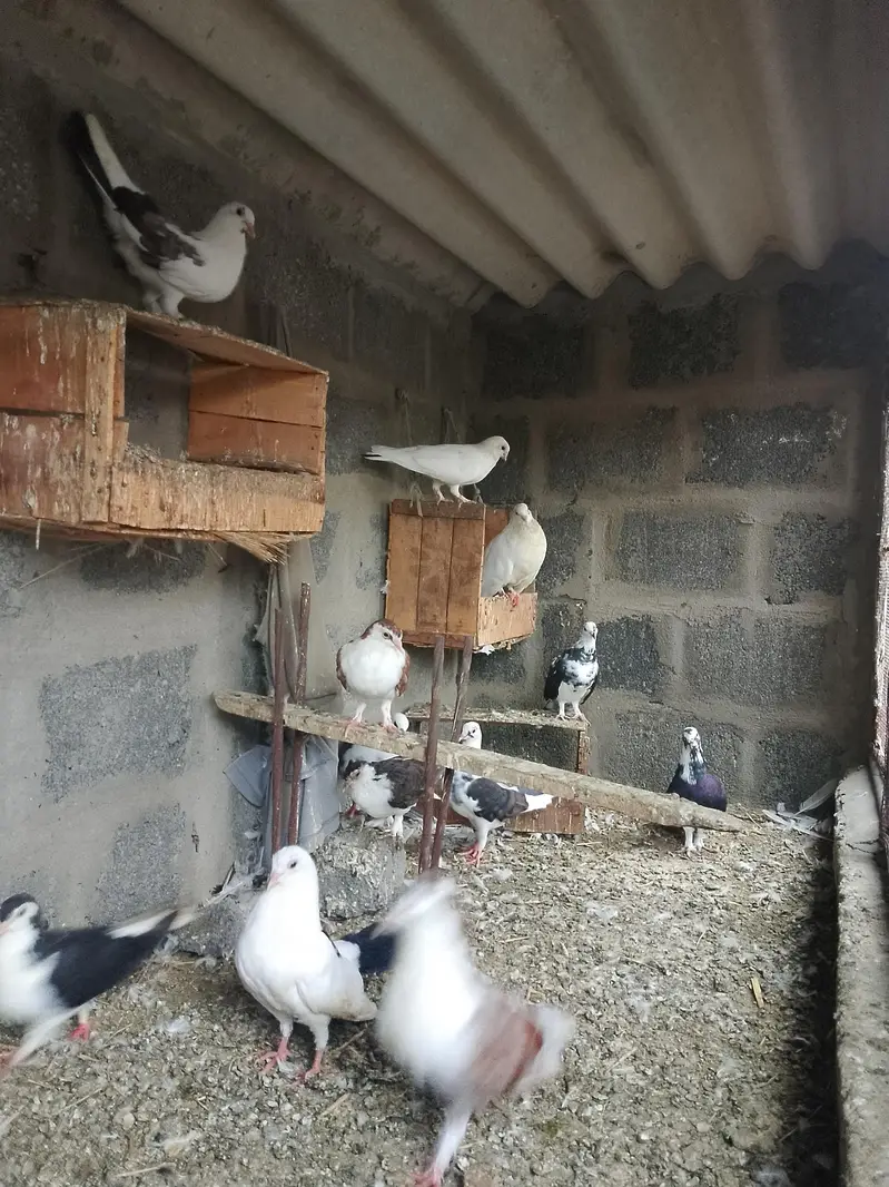 Pigeon For sell — photo 5