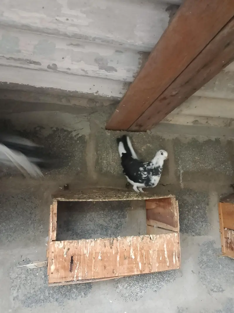 Pigeon For sell — photo 6