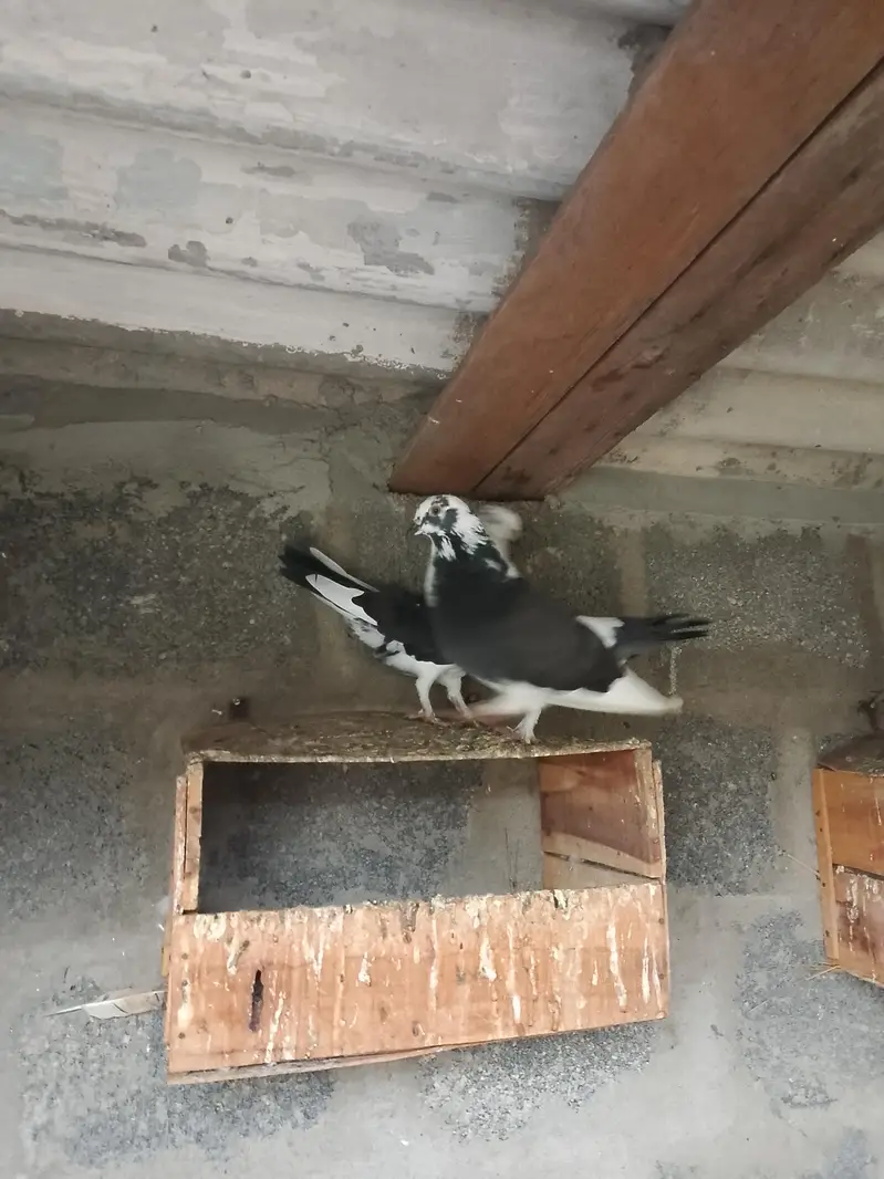 Pigeon For sell — photo 7