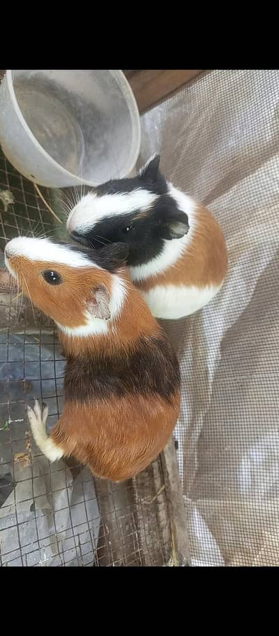 American guinea pigs for sale