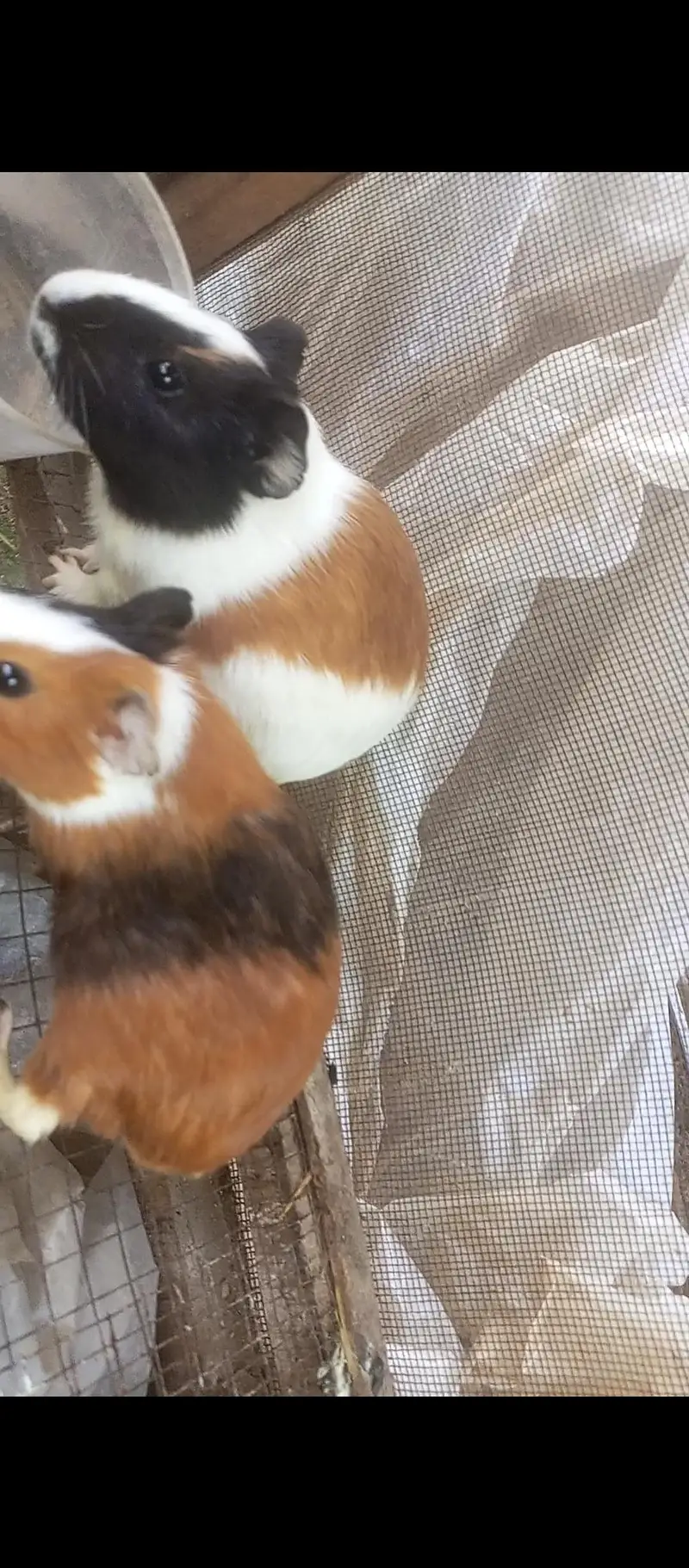 American guinea pigs for sale — photo 2