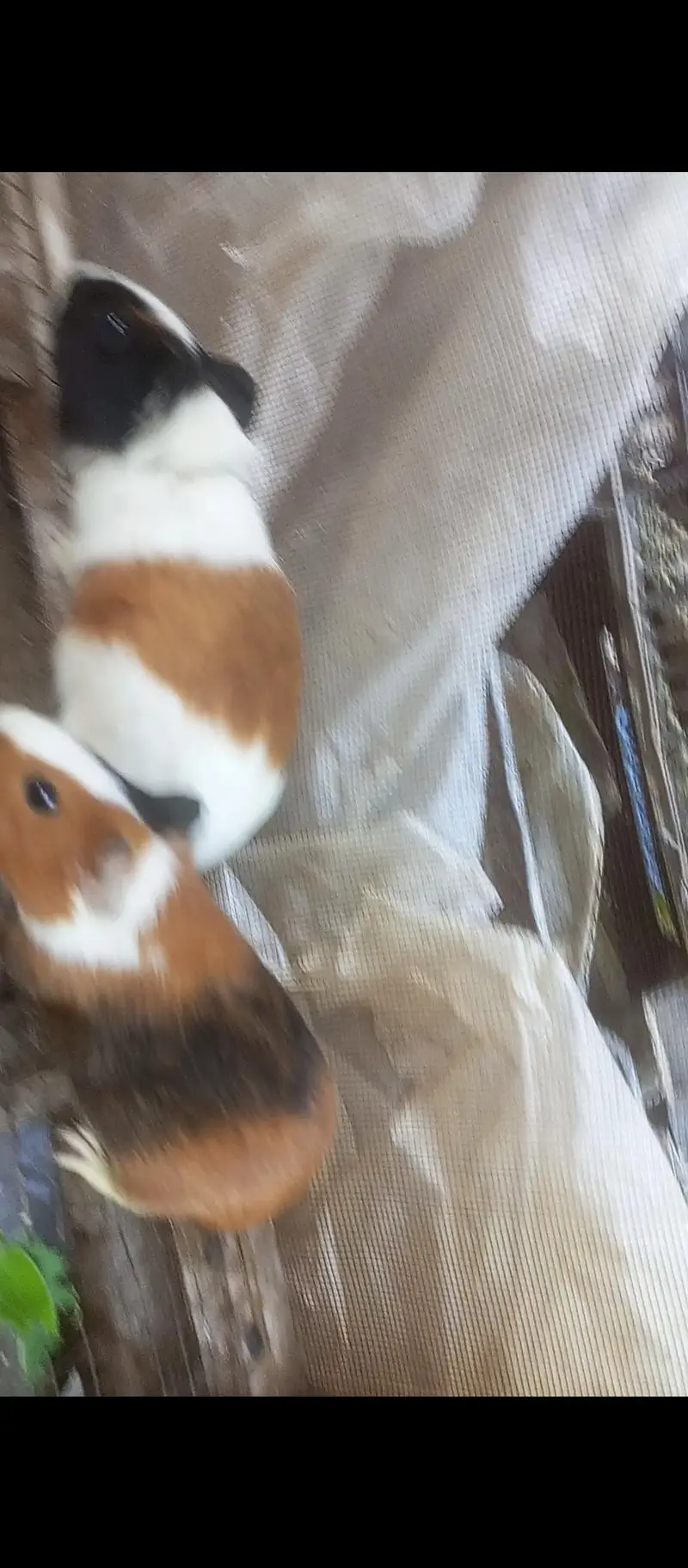 American guinea pigs for sale — photo 3