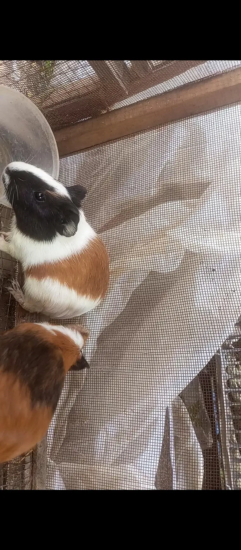 American guinea pigs for sale — photo 4