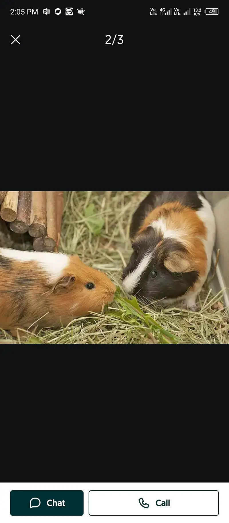 American guinea pigs for sale — photo 5