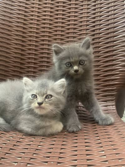 Persian Cats pair