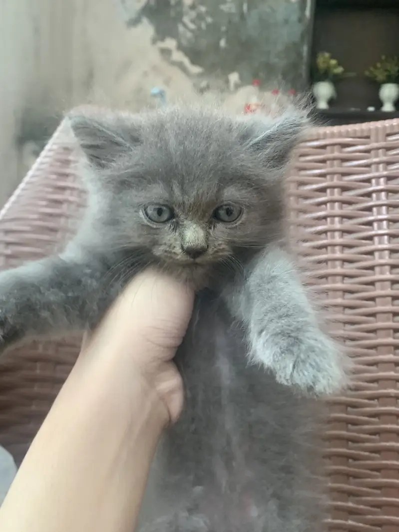 Persian Cats pair — photo 2