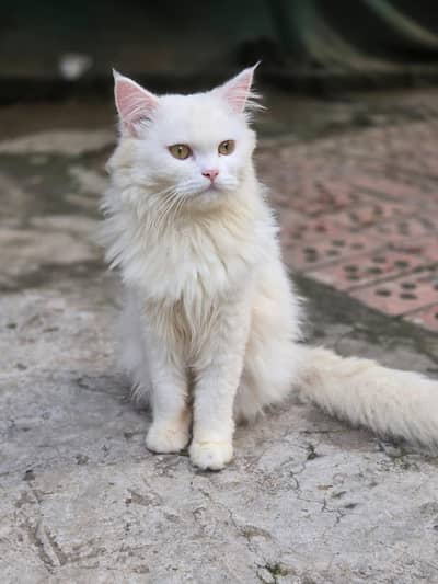My beautiful Persian male 11500