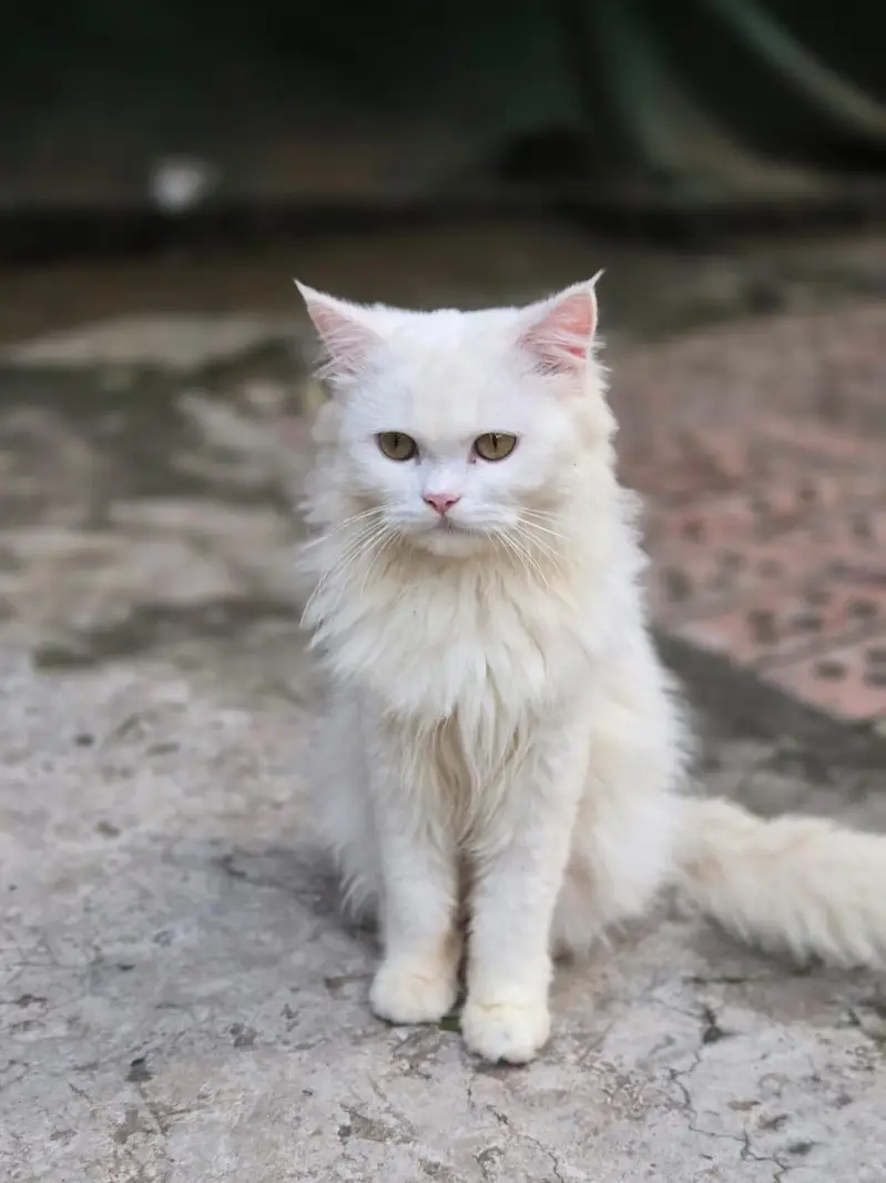 My beautiful Persian male 11500 — photo 2
