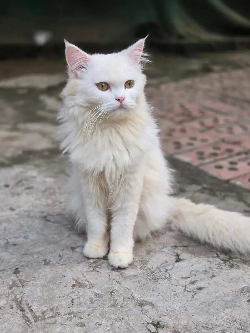 My beautiful Persian male 11500 — photo 3