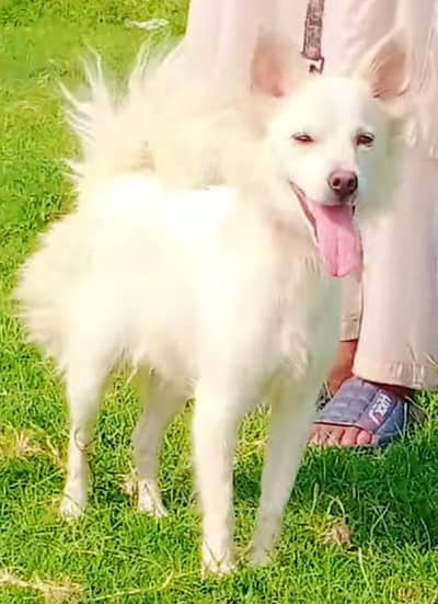 Russian Female 8 month full  full security guard for sale
