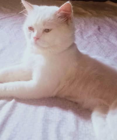 Stunning Pure White Persian Male Kitten Looking for a Loving Home!