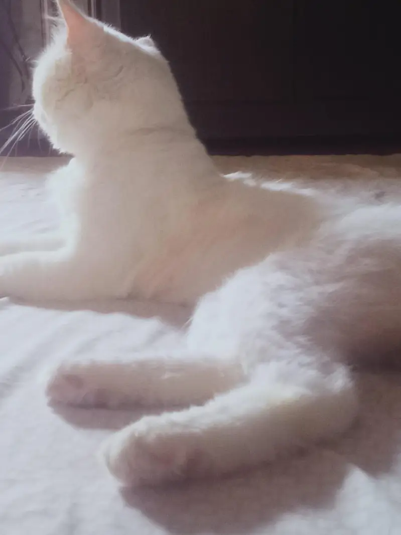 Stunning Pure White Persian Male Kitten Looking for a Loving Home! — photo 2
