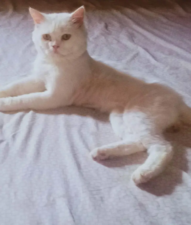 Stunning Pure White Persian Male Kitten Looking for a Loving Home! — photo 3
