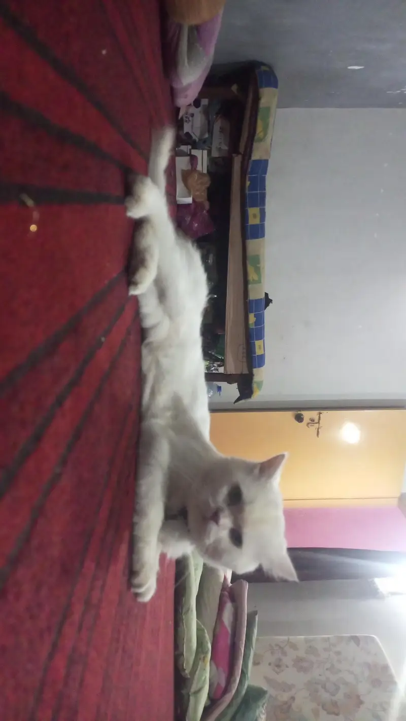Stunning Pure White Persian Male Kitten Looking for a Loving Home! — photo 4