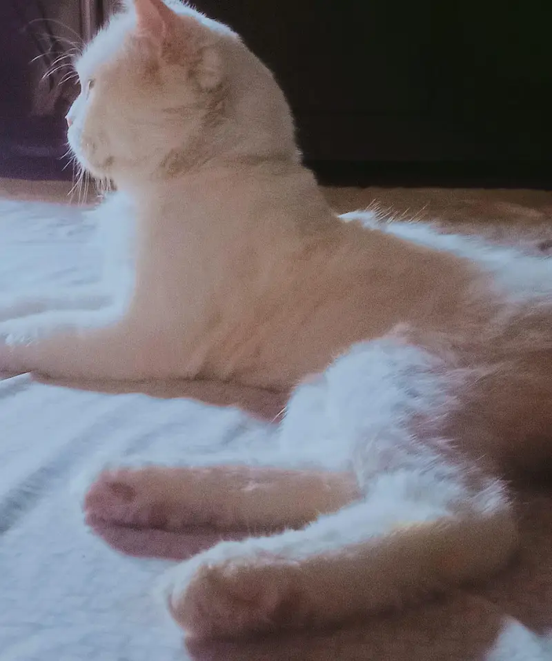 Stunning Pure White Persian Male Kitten Looking for a Loving Home! — photo 5