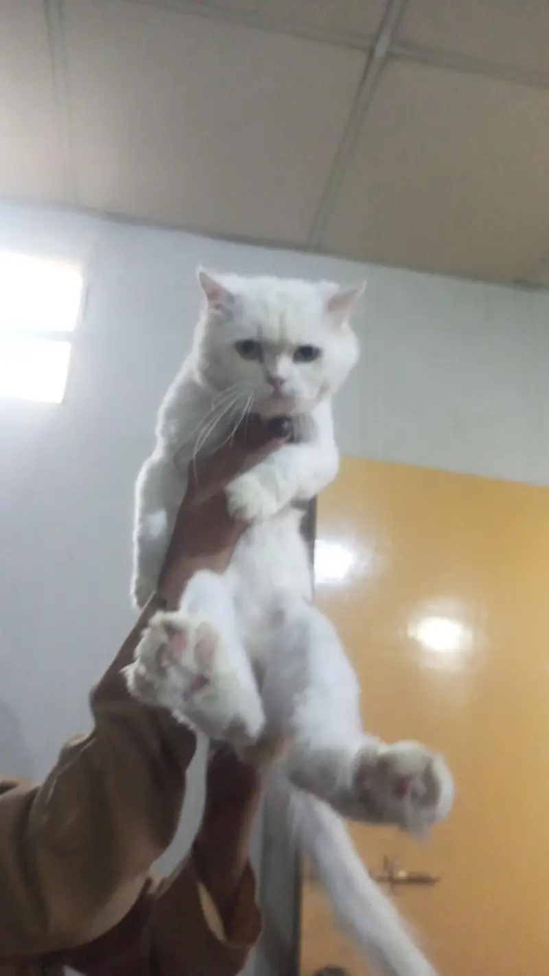 Stunning Pure White Persian Male Kitten Looking for a Loving Home! — photo 6