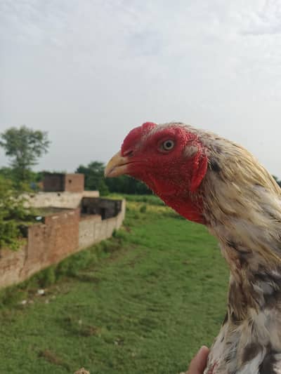 ASEEL INDIAN PARROT BEAK PATHA CHEENA