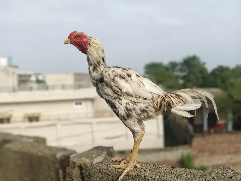 ASEEL INDIAN PARROT BEAK PATHA CHEENA — photo 2