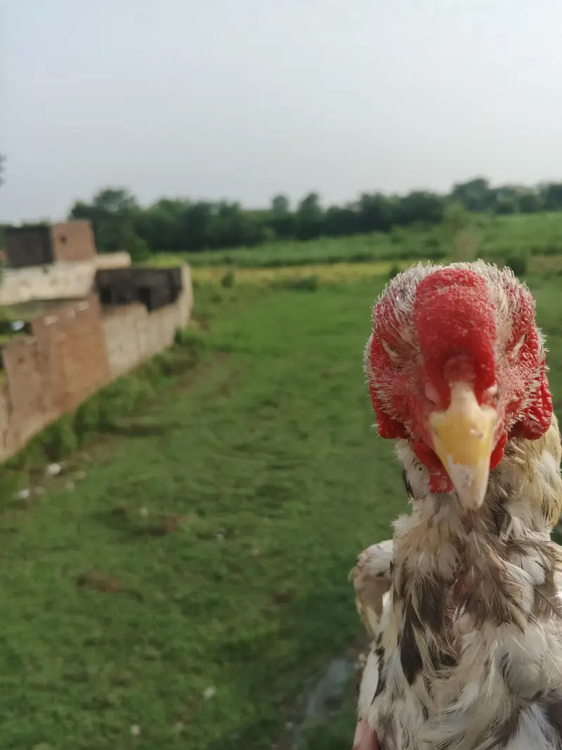 ASEEL INDIAN PARROT BEAK PATHA CHEENA — photo 3