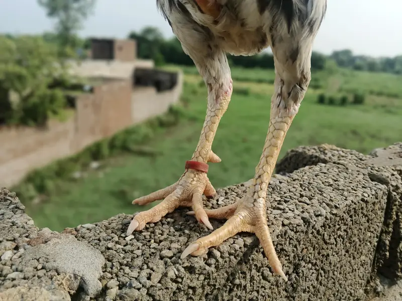 ASEEL INDIAN PARROT BEAK PATHA CHEENA — photo 4