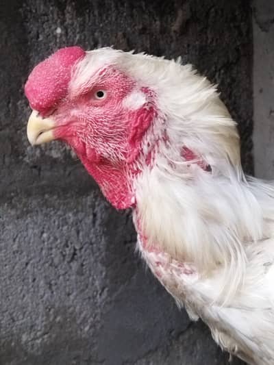 Afghan Qandhari White male