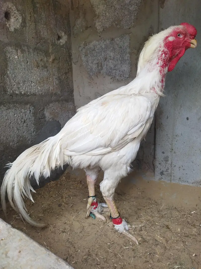 Afghan Qandhari White male — photo 2