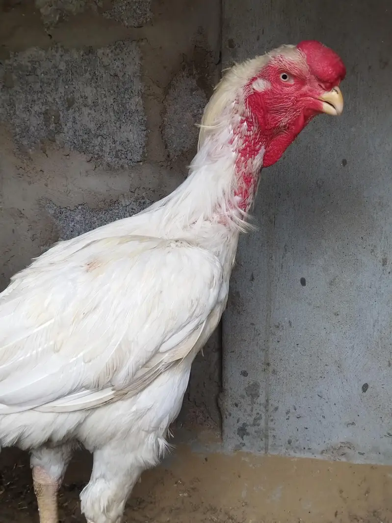 Afghan Qandhari White male — photo 3