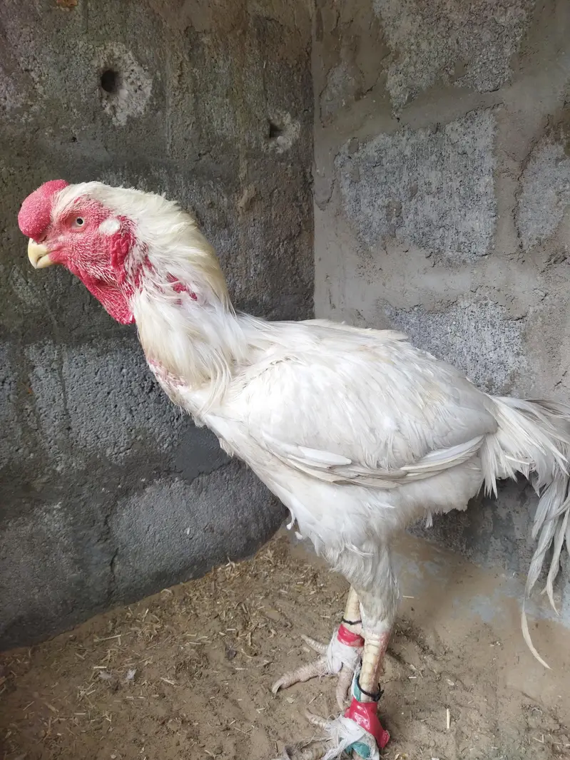 Afghan Qandhari White male — photo 4