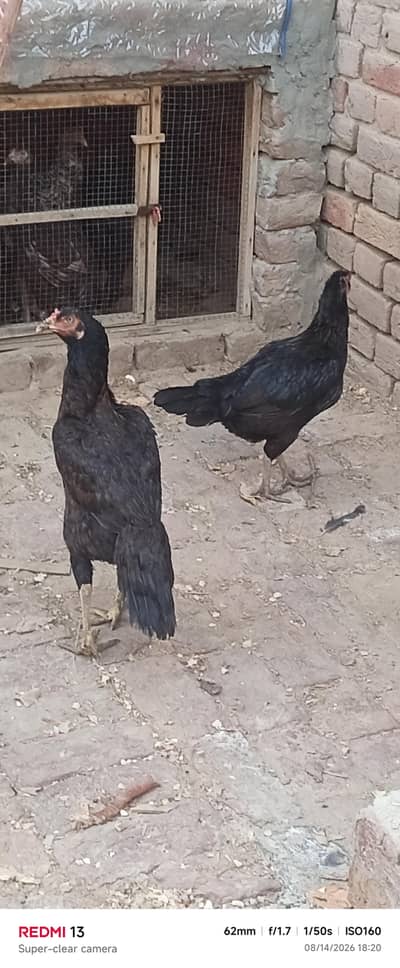 Aseel or desi hens for sale