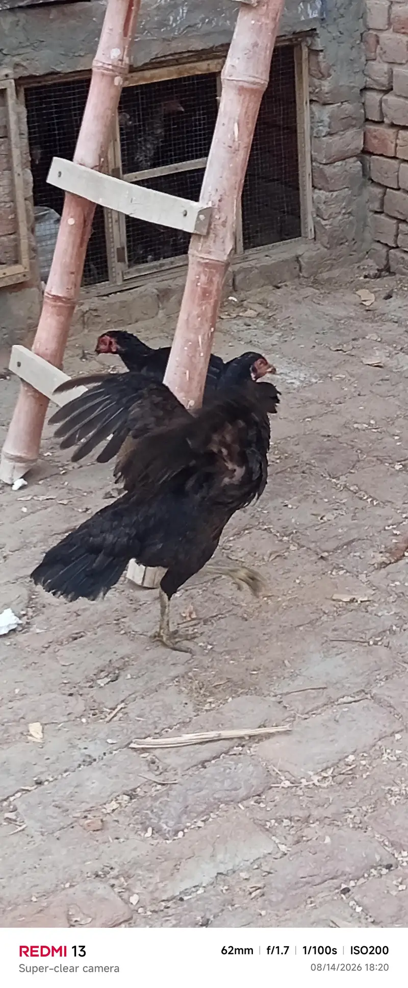 Aseel or desi hens for sale — photo 2