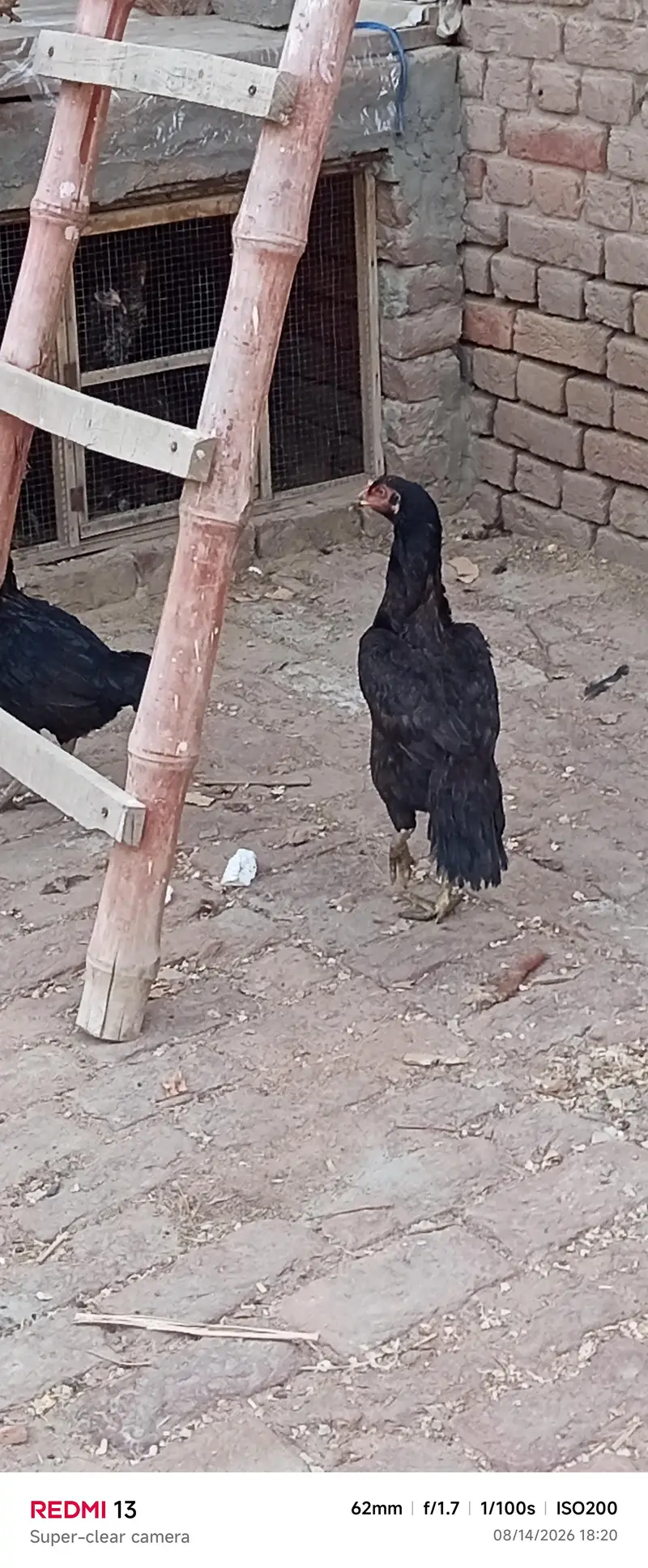 Aseel or desi hens for sale — photo 3